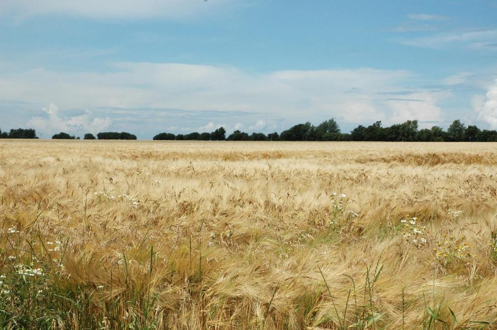 Ferienanlage Wildt Petersdorf auf Fehmarn Exteriör bild